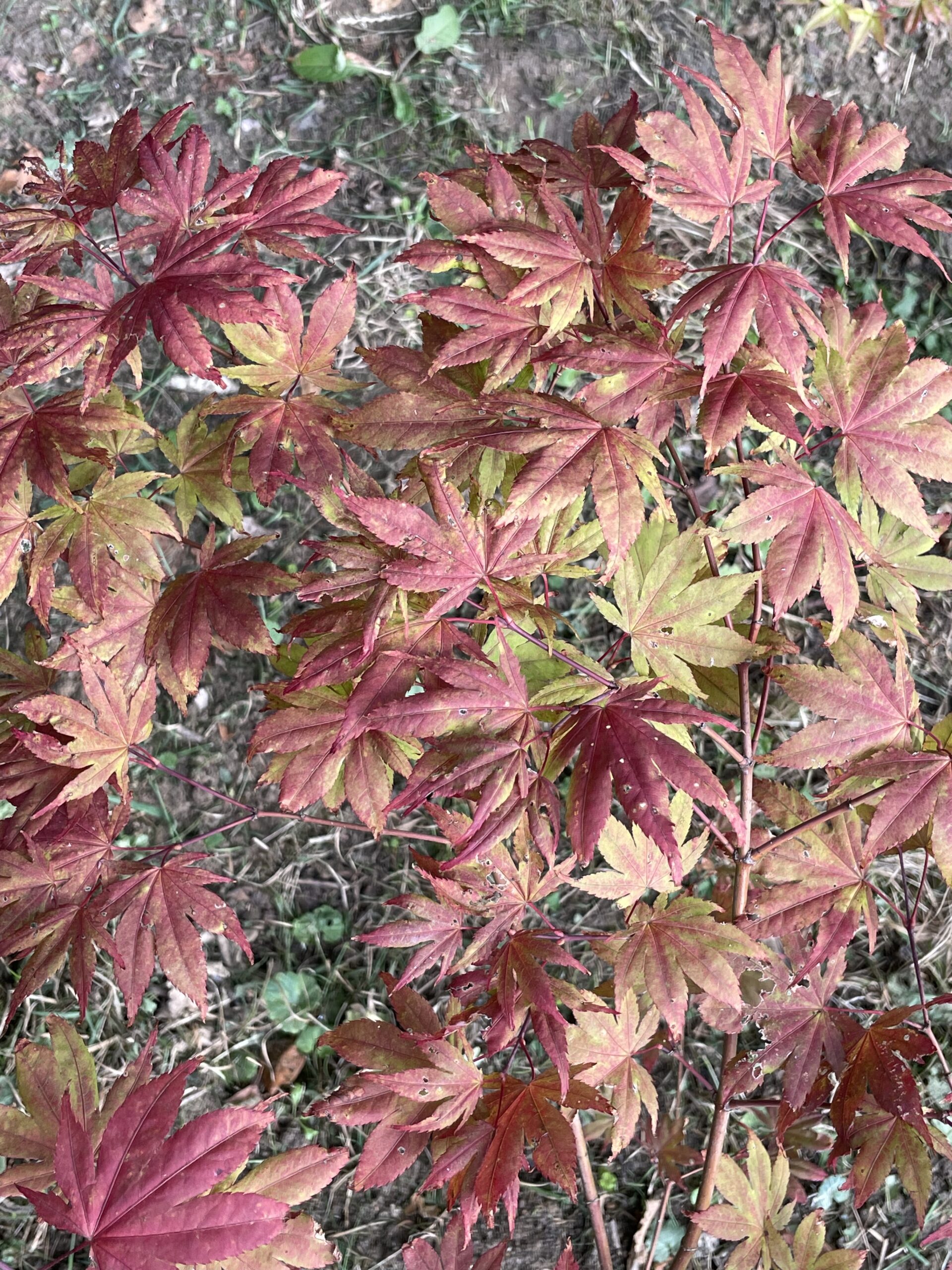 Acer palmatum Beni shigitatsu sawa - Poppins Plants