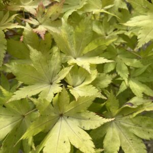 Acer palmatum 'Summer gold'