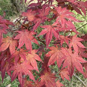 Acer palmatum 'Attraction'