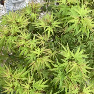 Acer palmatum 'Stanley park'