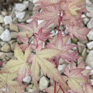 Acer palmatum 'Honoo'