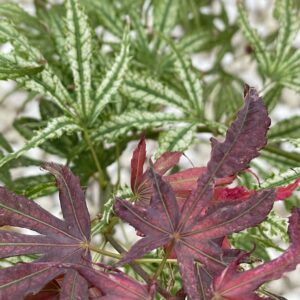 Acer palmatum 'Mikazuki'