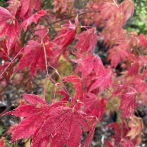 Acer palmatum 'Fukuya'