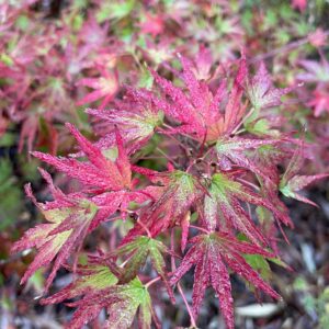 Acer palmatum 'Garyuh'