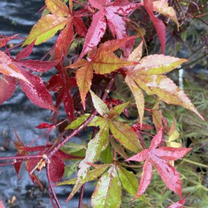 Acer palmatum 'Tana'