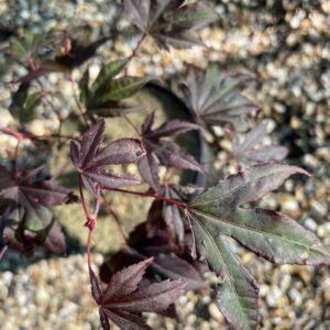 Acer palmatum 'Adrian’s compact'
