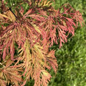 Acer palmatum 'Berrima bridge'