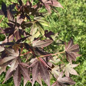 Acer palmatum 'Burgundy flame'