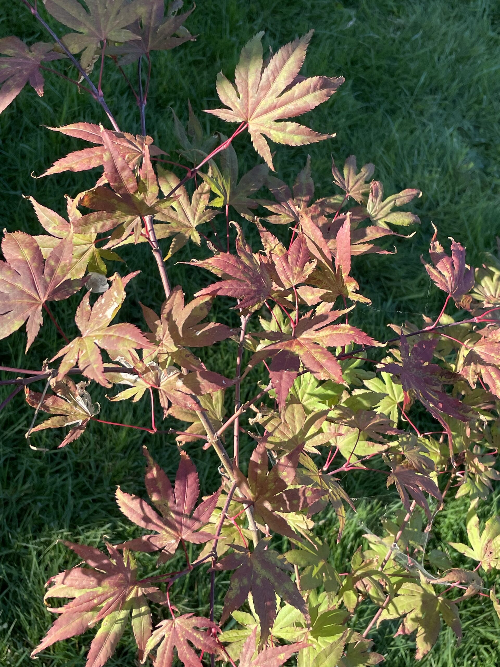 Acer palmatum Beni shigitatsu sawa - Poppins Plants