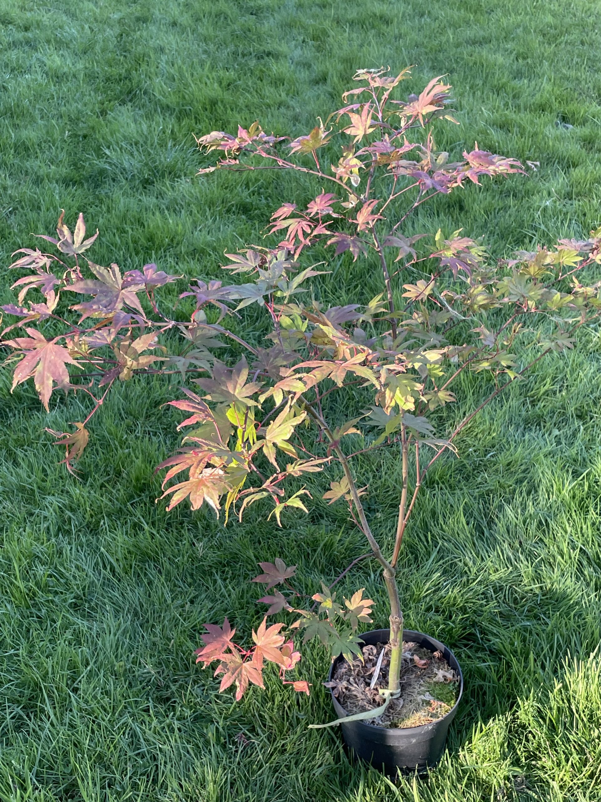 Acer palmatum Beni shigitatsu sawa - Poppins Plants