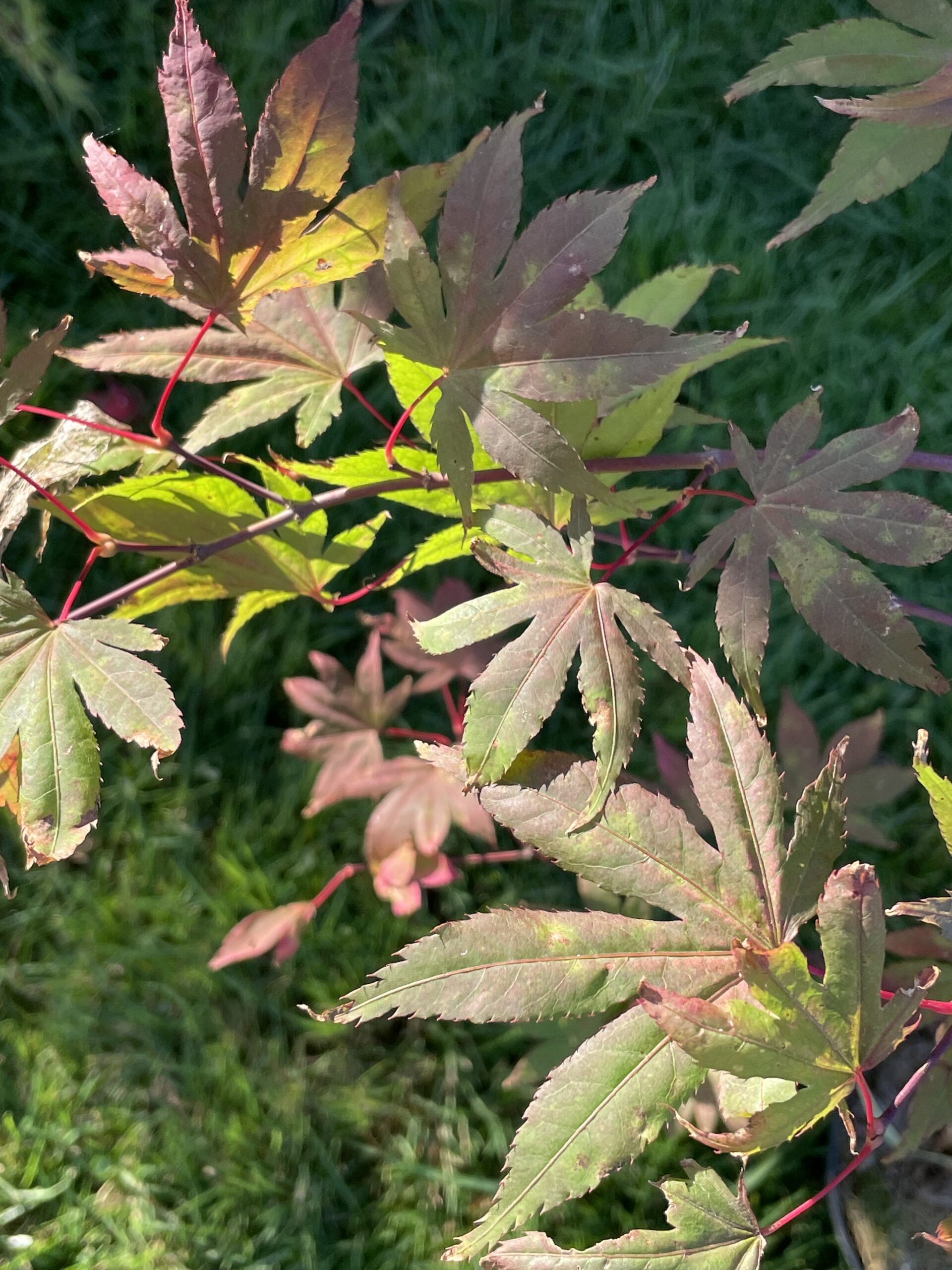 Acer palmatum Beni shigitatsu sawa - Poppins Plants