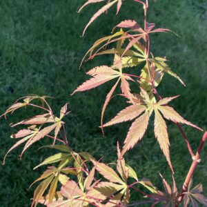 Acer palmatum 'Cristie Ann'