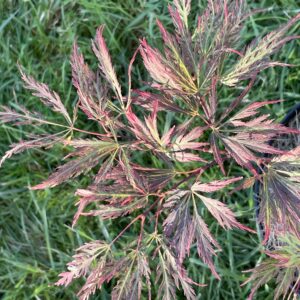 Acer palmatum 'Dr baker'
