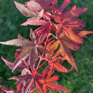 Acer palmatum 'Dr Tilt'