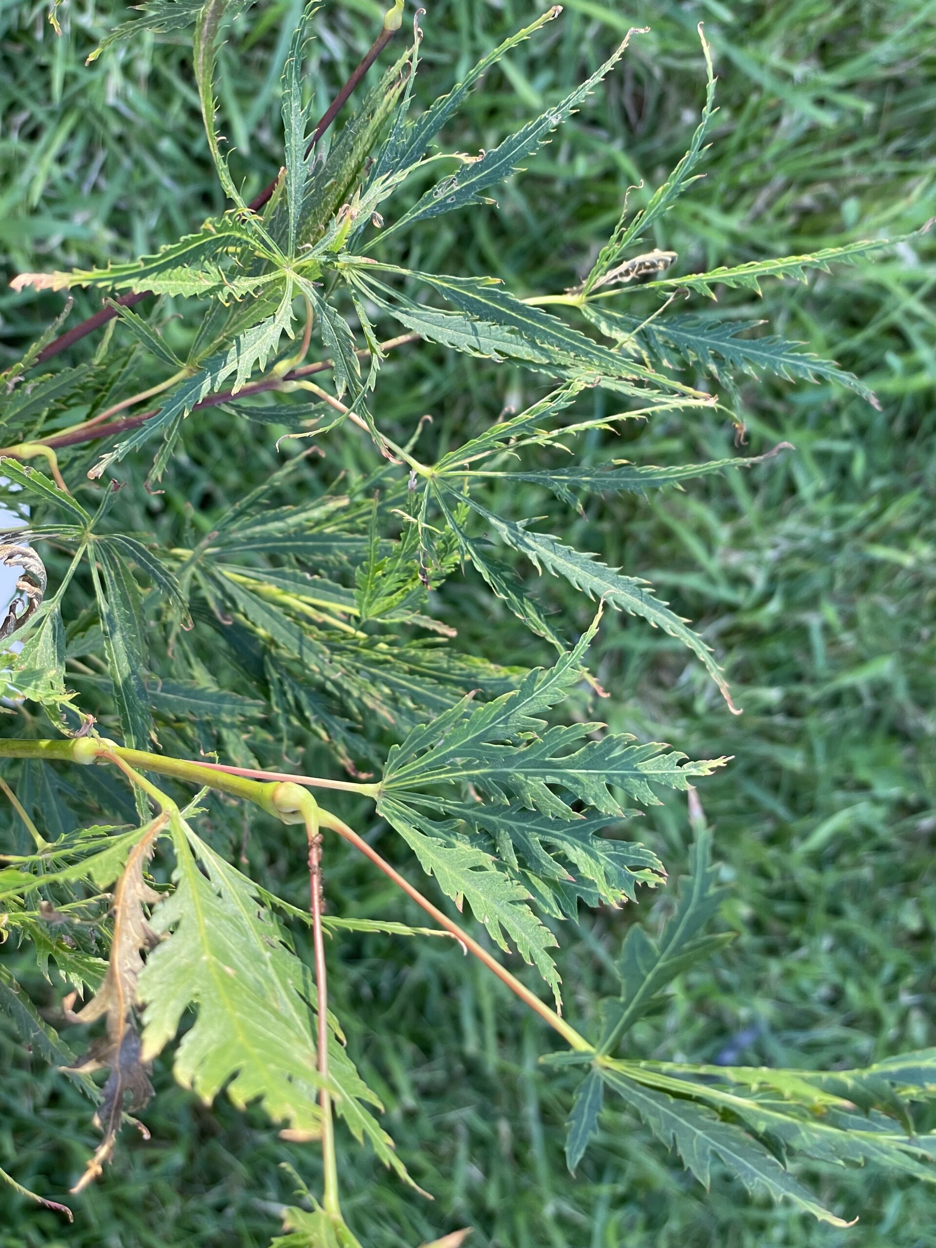 Acer palmatum 'Dissectum rubrum'