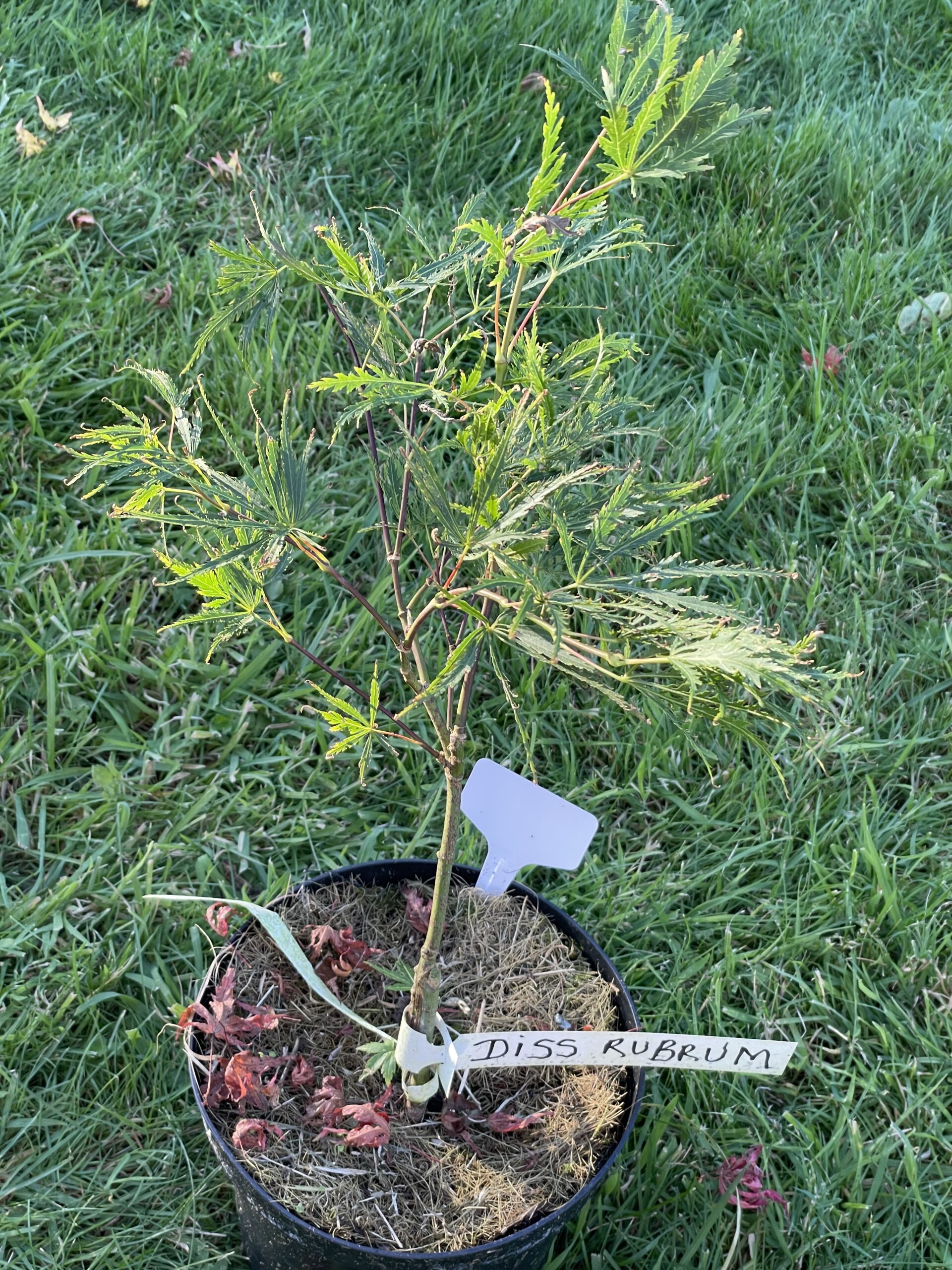 Acer palmatum 'Dissectum rubrum'
