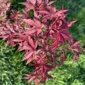 Acer palmatum 'Englishtown'
