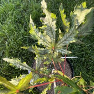 Acer palmatum 'Elmwood'
