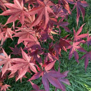 Acer palmatum 'Fireglow'