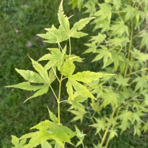 Acer palmatum 'Golden flame'