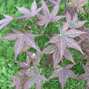 Acer palmatum 'Gotten nomura'