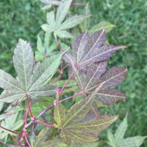 Acer palmatum 'Geisha'
