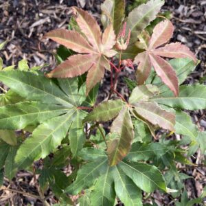 Acer palmatum 'Bob’s big green'