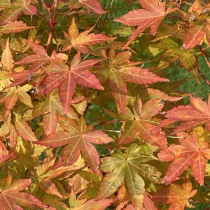 Acer palmatum 'Shin nyo'