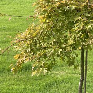 Acer palmatum Ryusen