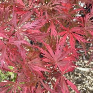 Acer palmatum 'Felice'