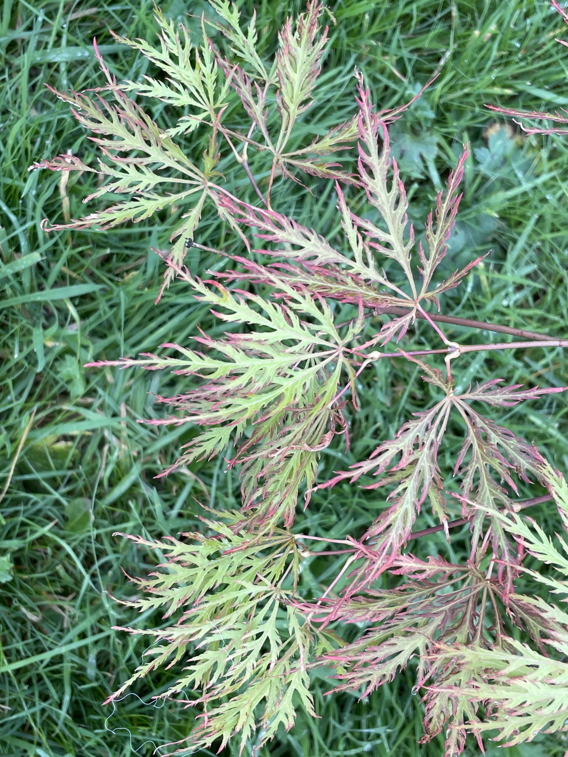 Acer palmatum 'Mioun'