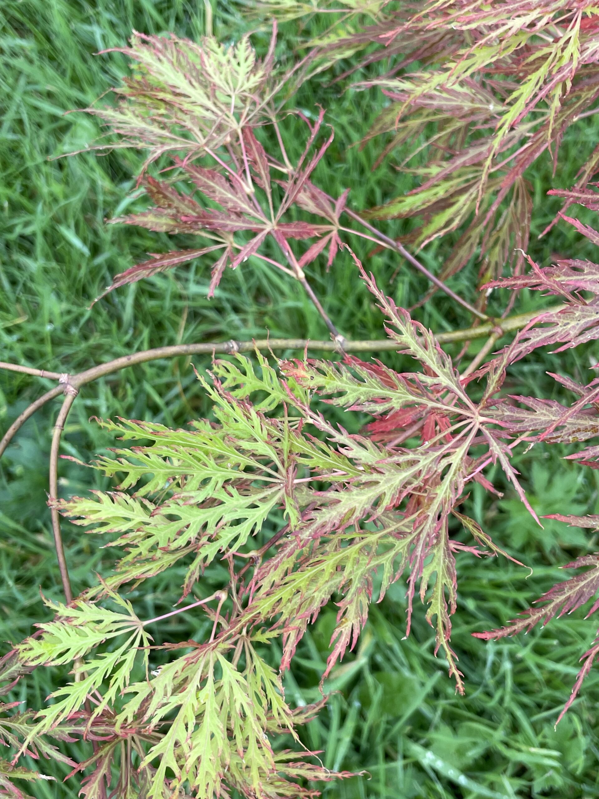 Acer palmatum 'Mioun'