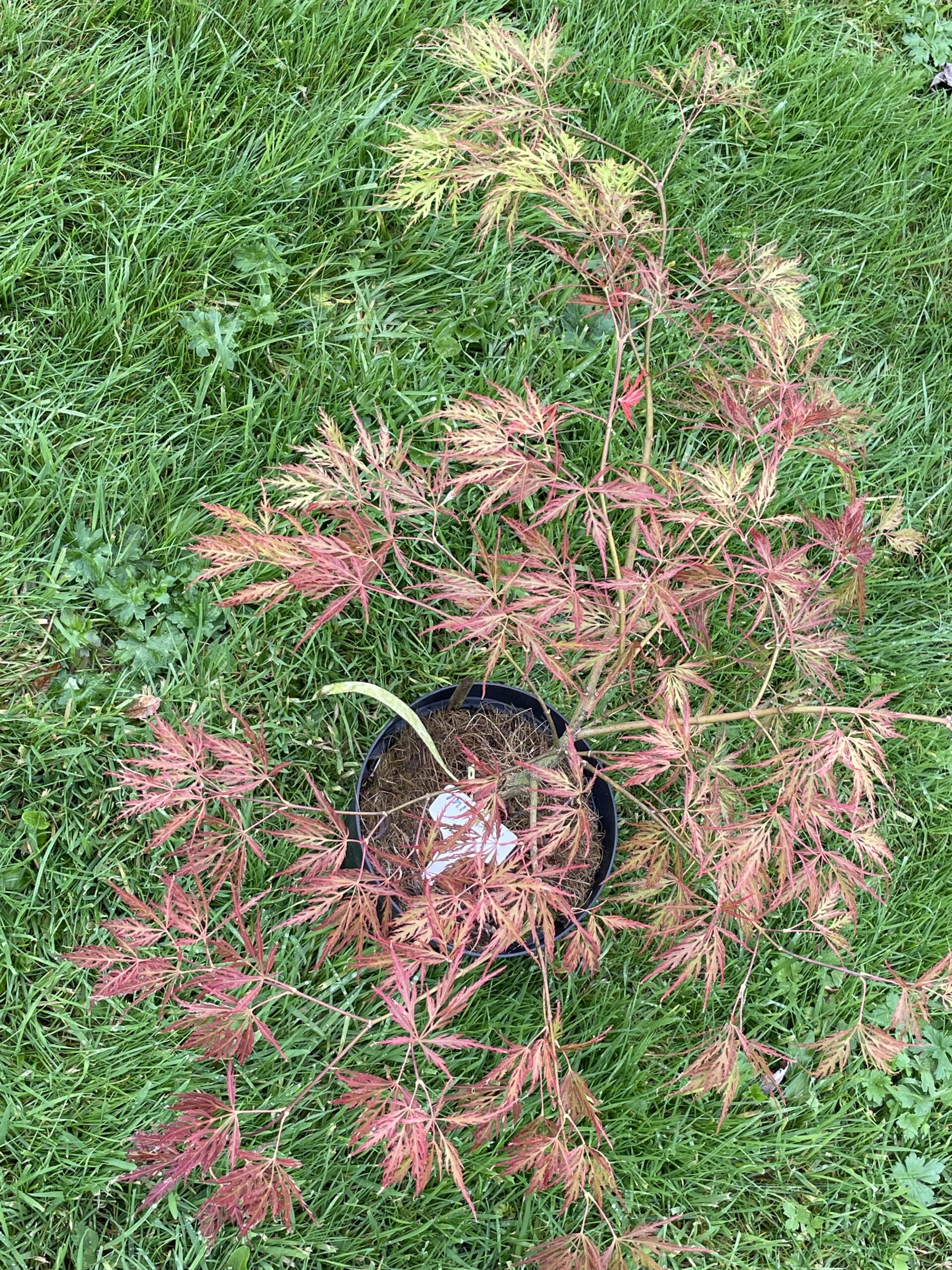 Acer palmatum 'Mioun'