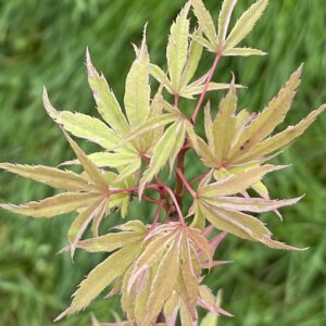 Acer palmatum 'Ori zuru momohu'