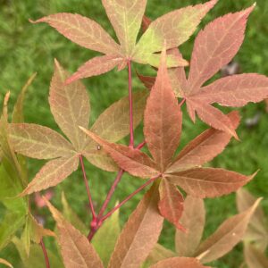Acer palmatum 'Osakazuki'