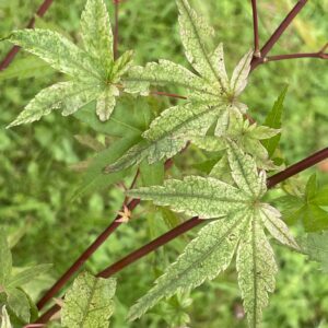 Acer palmatum 'Otome zakura'