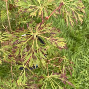 Acer palmatum 'Oregon fern'