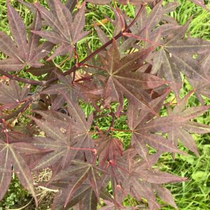 Acer palmatum 'Shin koba shohjo'