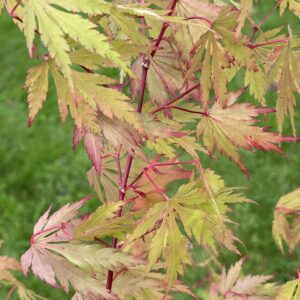 Acer palmatum 'Skacer 1'