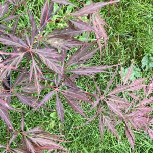 Acer palmatum 'Stella Rosa'