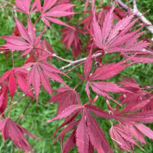 Acer palmatum 'Sherwood flame'