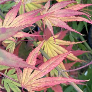 Acer palmatum Westonbirt spreading star