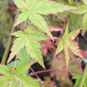 Acer palmatum 'Yellow bark seedling'