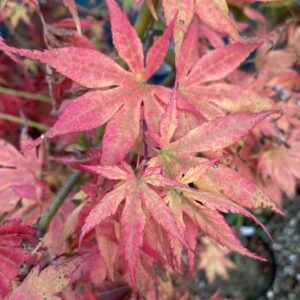 Acer palmatum 'Yugure'