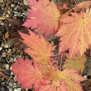 Acer japonicum Emmett’s pumpkin