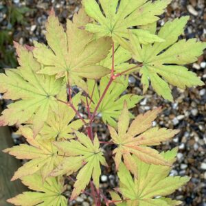 Acer sieboldianum 'Lovett'
