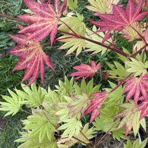 Acer shirazawanum 'Moonrise'