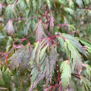 Acer palmatum 'Hosoba Koshimino'