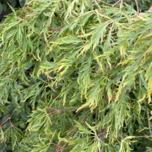 Acer palmatum 'Green lace'