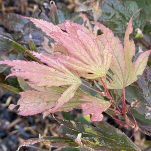 Acer palmatum 'Yagyu no sato'